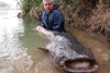 catfish2