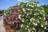 entrance_roses